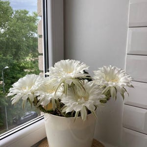 White ghost cactus - Etsy sterreich