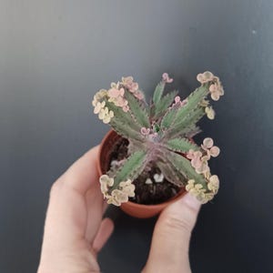 Rosa Schmetterlinge, Pflänzchen auf dem Blatt, bunte Sukkulente, bunte Kalanchoe, Mutter von Tausenden, Kalanchoe-Samen.
