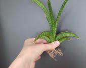 Sansevieria Silver Sulfer, Rare Snake Plant, Easy Care Indoor Houseplant, Rare Sansevieria, Statement Plant, Drought Tolerant, EU Shipping