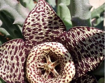 Stapelia Orbea Variegata, Starfish Cactus, 3 Unrooted Cuttings, Rare Succulent,  Easy Houseplant, Carrion Cactus, Star Flower, Toad Plant.