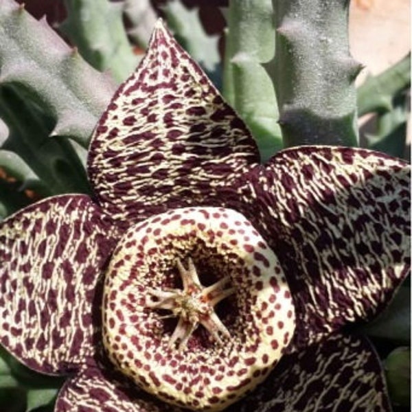 Stapelia Orbea Variegata, Starfish Cactus, 3 Unrooted Cuttings, Rare Succulent,  Easy Houseplant, Carrion Cactus, Star Flower, Toad Plant.