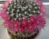 Mammillaria Spinnosissima Pilcayensys Cactus Pup, Pink Blooms, Red-Headed Irishman Cactus Pup, Blooming Cactus, Old Easy Care Houseplant