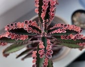 Kalanchoe Pink Butterflies, Plantlets on the Leaf, Variegated Succulent, Variegated Kalanchoe, Mother of Thousands, Kalanchoe Seedlings.