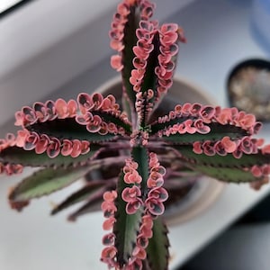 Rosa Schmetterlinge, Pflänzchen auf dem Blatt, bunte Sukkulente, bunte Kalanchoe, Mutter von Tausenden, Kalanchoe-Samen.