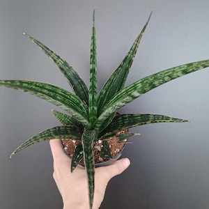 Sansevieria  Hibrid &quot;Megan&quot;, Rare Sansevieria, Dracena Megan, Rare Snake Plant Variety, Easy Care Houseplant, Office Plant Hardy and Stylish