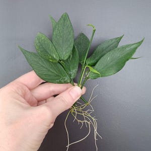 Hoya Polyneura, Hoya cola de pez, Hoya rara, Planta de cera, Esquejes con 3 raíces, Planta de interior, Esqueje con raíces de Hoya, Flor de porcelana, Envío gratuito.