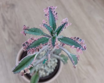 Kalanchoë roze vlinders, kleine plant, bonte sappige, bonte Kalanchoë, moeder van duizenden, gratis verzendkosten.