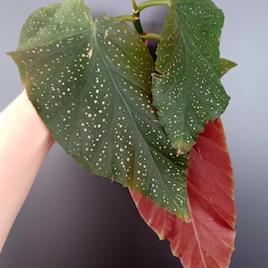 Engelvleugelbegonia, stekbegonia met wortels, begonia met gestippelde bladeren, kamerplant met paarse bladeren, bloeiende begonia.