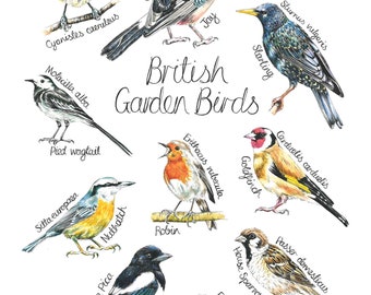 British Garden Birds Art Print