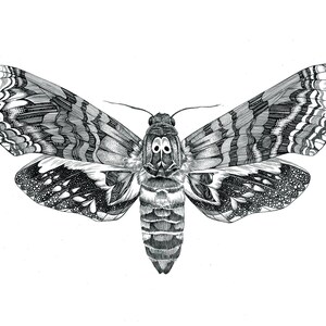 Moth Fine Art Print