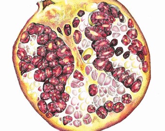 Pomegranate Cross Section High Quality Print