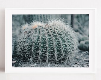 Digital Huge Cactus Photography Download,Arizona Desert Plant Art,Succulent Ball Print,Green Wall Decor,Modern Home,Garden