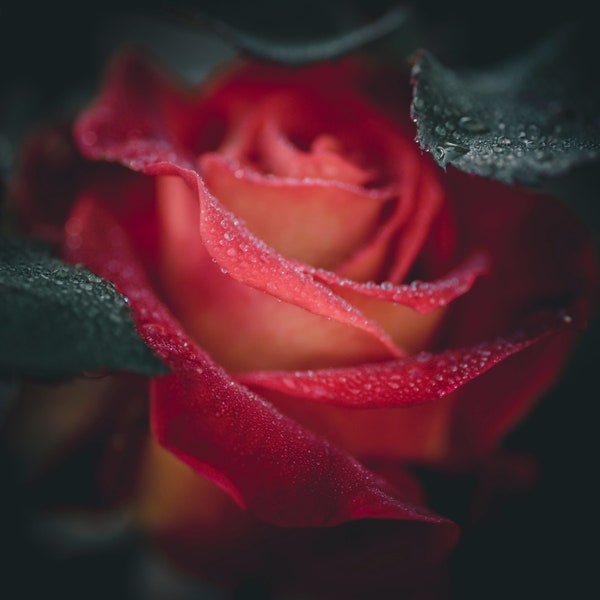 Digital Red Rose in Rain Macro Photo Instant Download, Large Print Red and Black Art,Dark Green,Wall Decor,Hotel,Dark Room Decor,Modern Home