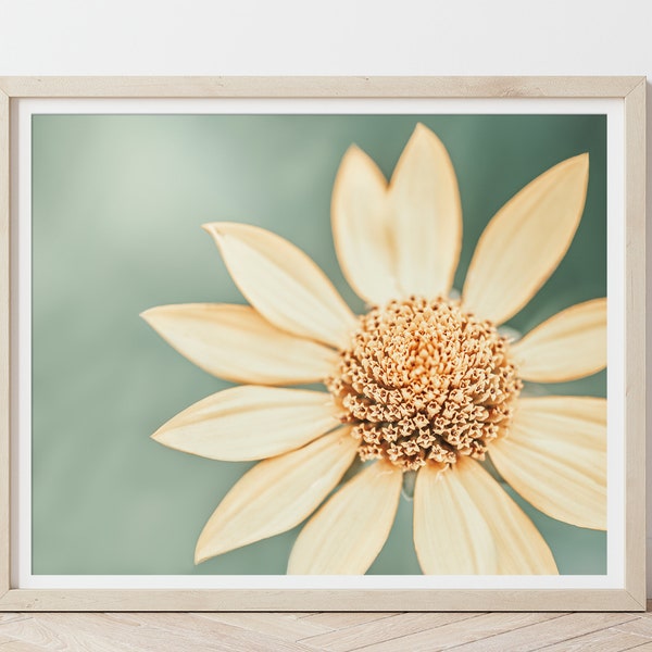 Digital Large Daisy Flower Photo Art Instant Download, Macro Spring Floral Print, Nursery Wall Decor, Soft Color Cozy Room Decor,Modern Home