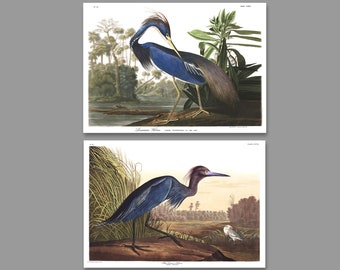 Puede incluir: Dos ilustraciones vintage de garzas de Luisiana, un ave azul y morada con cuello largo y patas largas, de pie en una rama en un ambiente pantanoso. Las ilustraciones son de Birds of America de John James Audubon.
