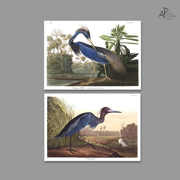 Vintage Heron Prints, Blue, Framed Metal Print,  Nautical, Father's Day, Gift, mothers day