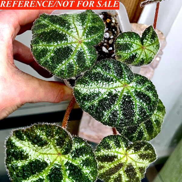 Begonia ningmingensis ( form from Vietnam), terrarium culture#1a