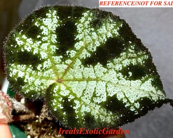 Begonia Cleopatra Etsy