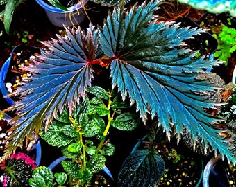 Begonia sp. miri Sarawak Borneo, terrarium culture, VERY RARE#1