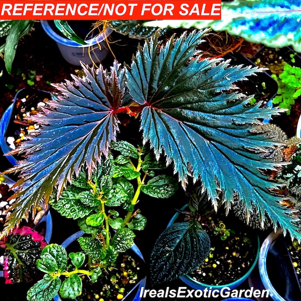 Begonia sp. miri Sarawak Borneo, terrarium culture, VERY RARE#C1