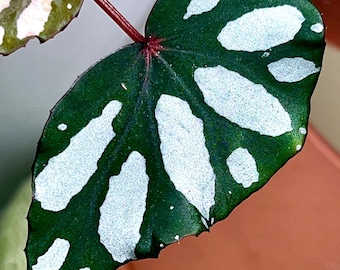 Begonia sp. lahad datu, terrarium culture, RARE#C