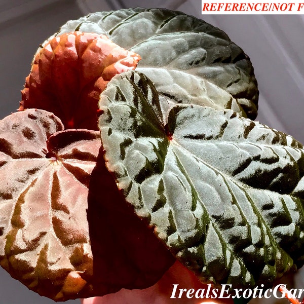 Begonia anisosepala, terrarium culture, RARE#1