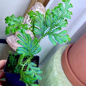 REVERTED Selaginella willdenowii variegated, NOn VARIEGATED offset, irirdescent, RARE1 image 2