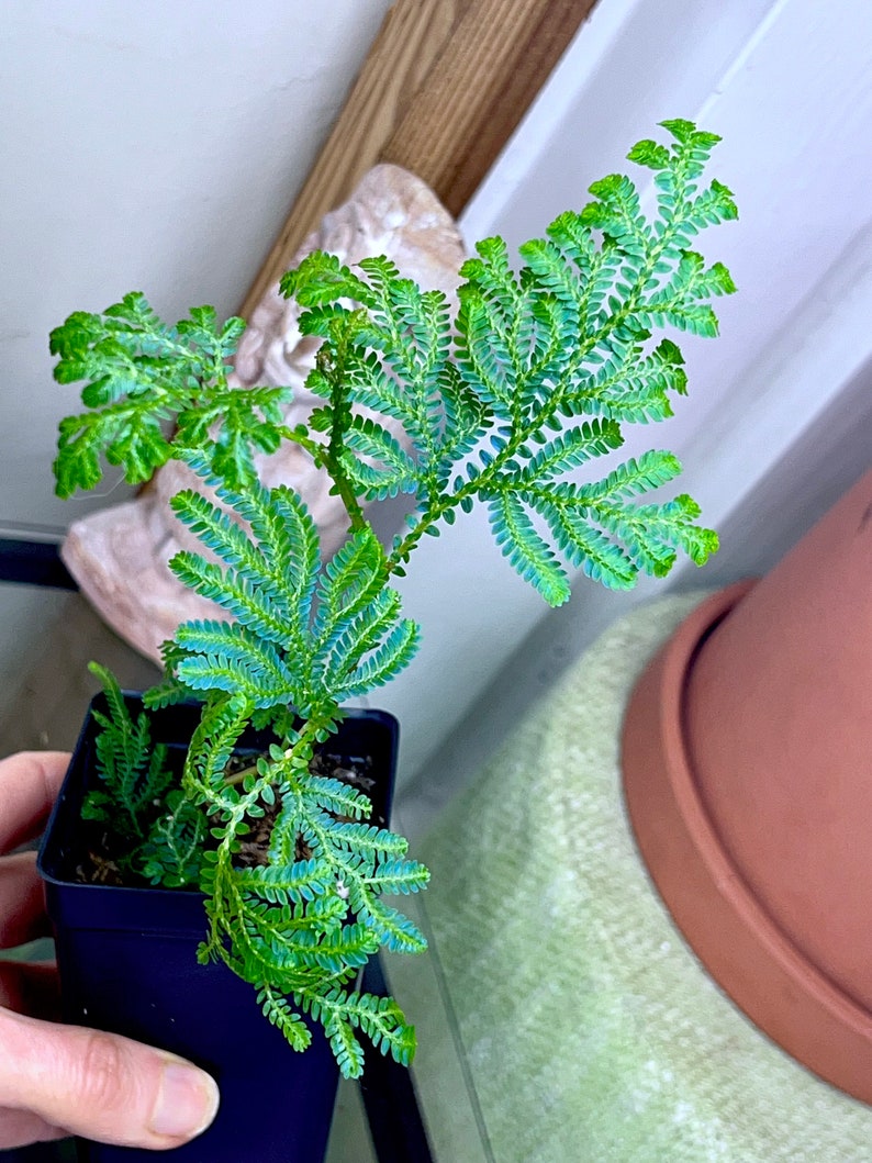 REVERTED Selaginella willdenowii variegated, NOn VARIEGATED offset, irirdescent, RARE1 image 2