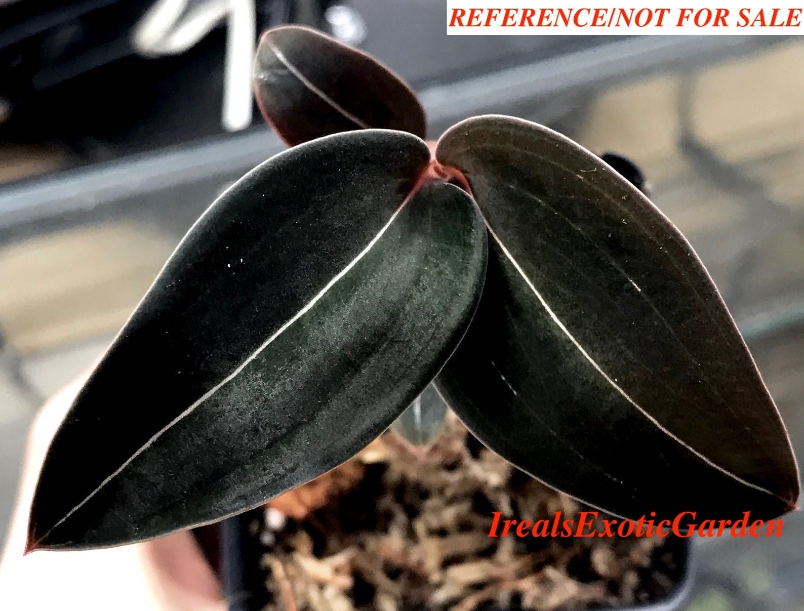 Jewel Orchid Ludisia discolor var. nigricans Black Jewel - Etsy España