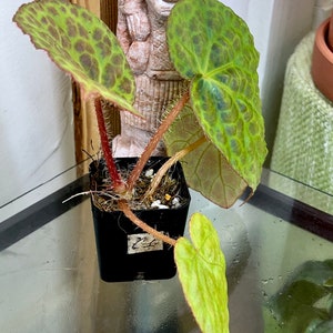 Begonia rockii,terrarium culture C1 image 4