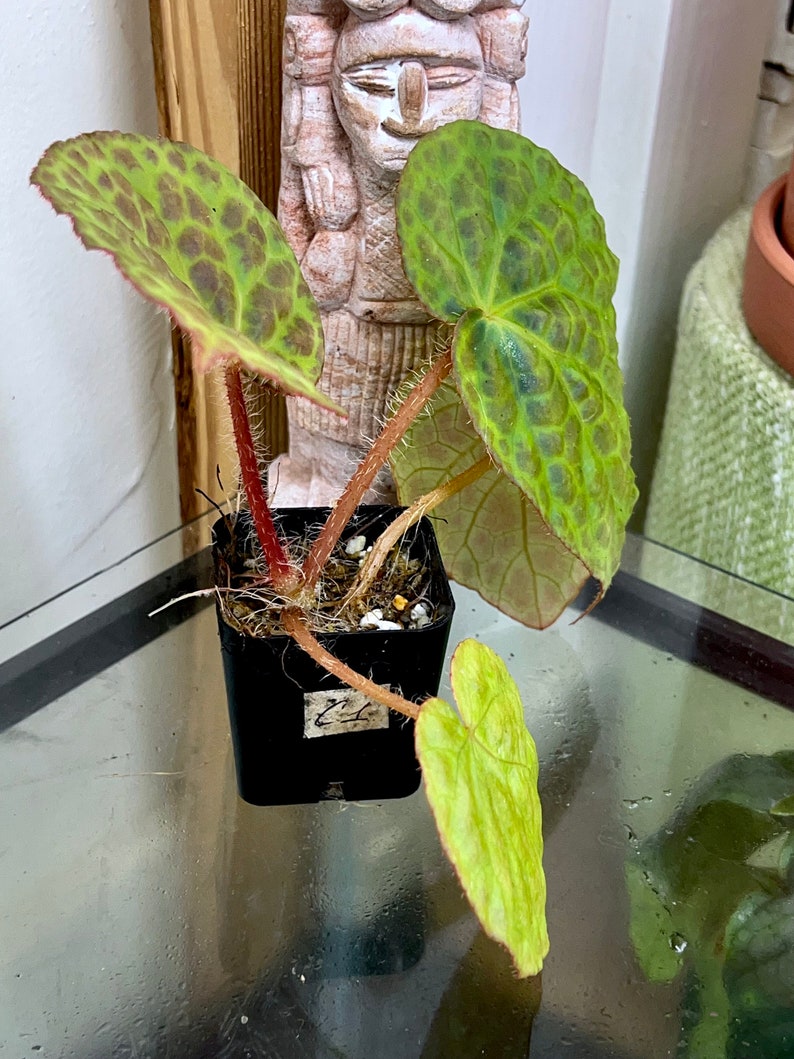 Begonia rockii,terrarium culture C1 image 4