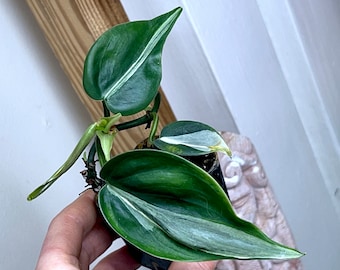 Philodendron Rio, rooted plant#6