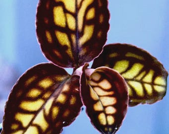 Anoectochilus Albolineatus - Jewel Orchid - Etsy