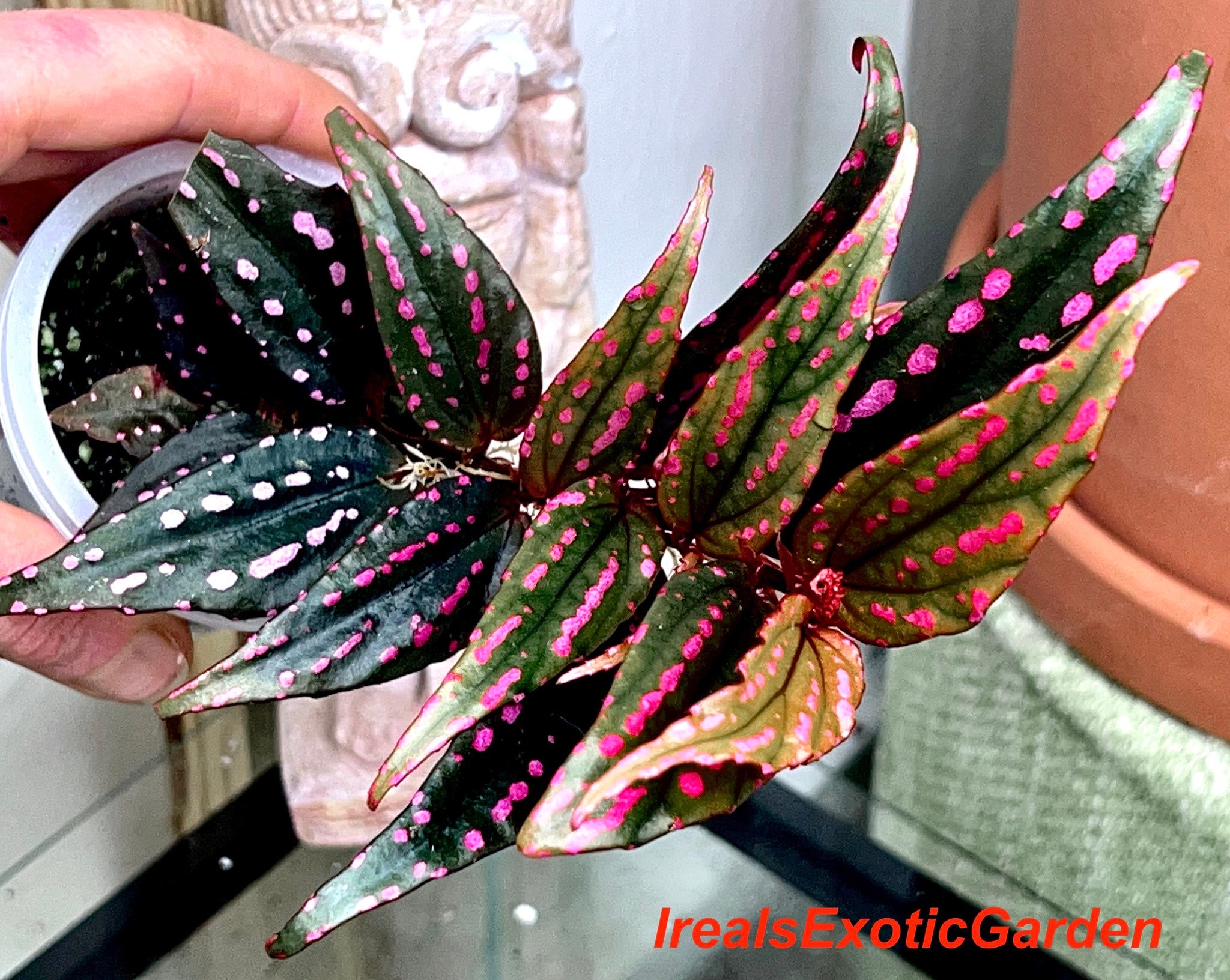 Begonia Menukung, Terrarium Culture, SUPER RARE#1, FIRST Time