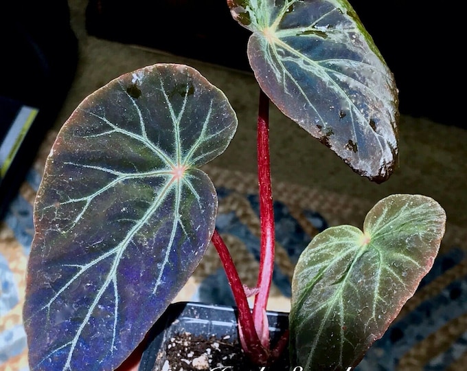 Begonia Burkillii Dark Form, Terrarium Culture, RARE1 Etsy