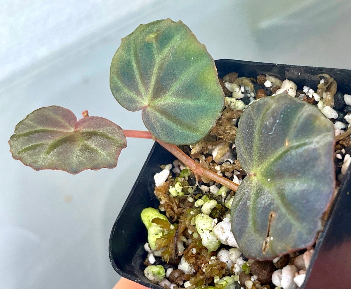 begonia sarawak begonia sarawak