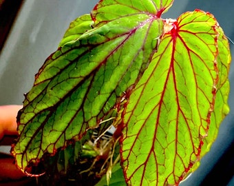 Begonia Wrayi, terrarium culture, VERY RARE#1a