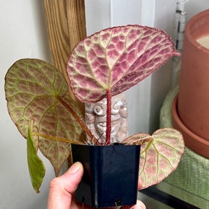 Begonia rockii,terrarium culture C1 image 6