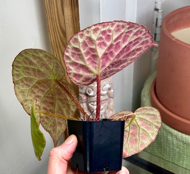 Begonia rockii,terrarium culture C1 image 6