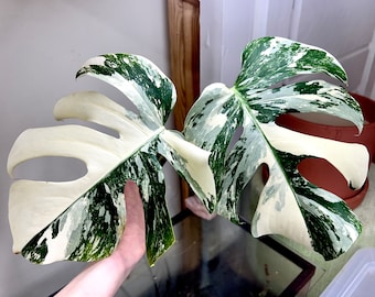 Variegated Monstera Albo Borsigiana rooted  TOP cutting