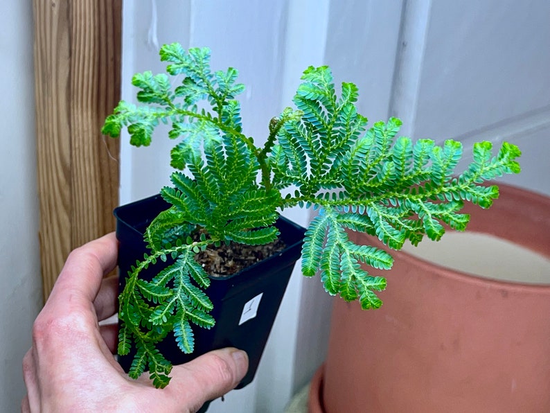 REVERTED Selaginella willdenowii variegated, NOn VARIEGATED offset, irirdescent, RARE1 image 3