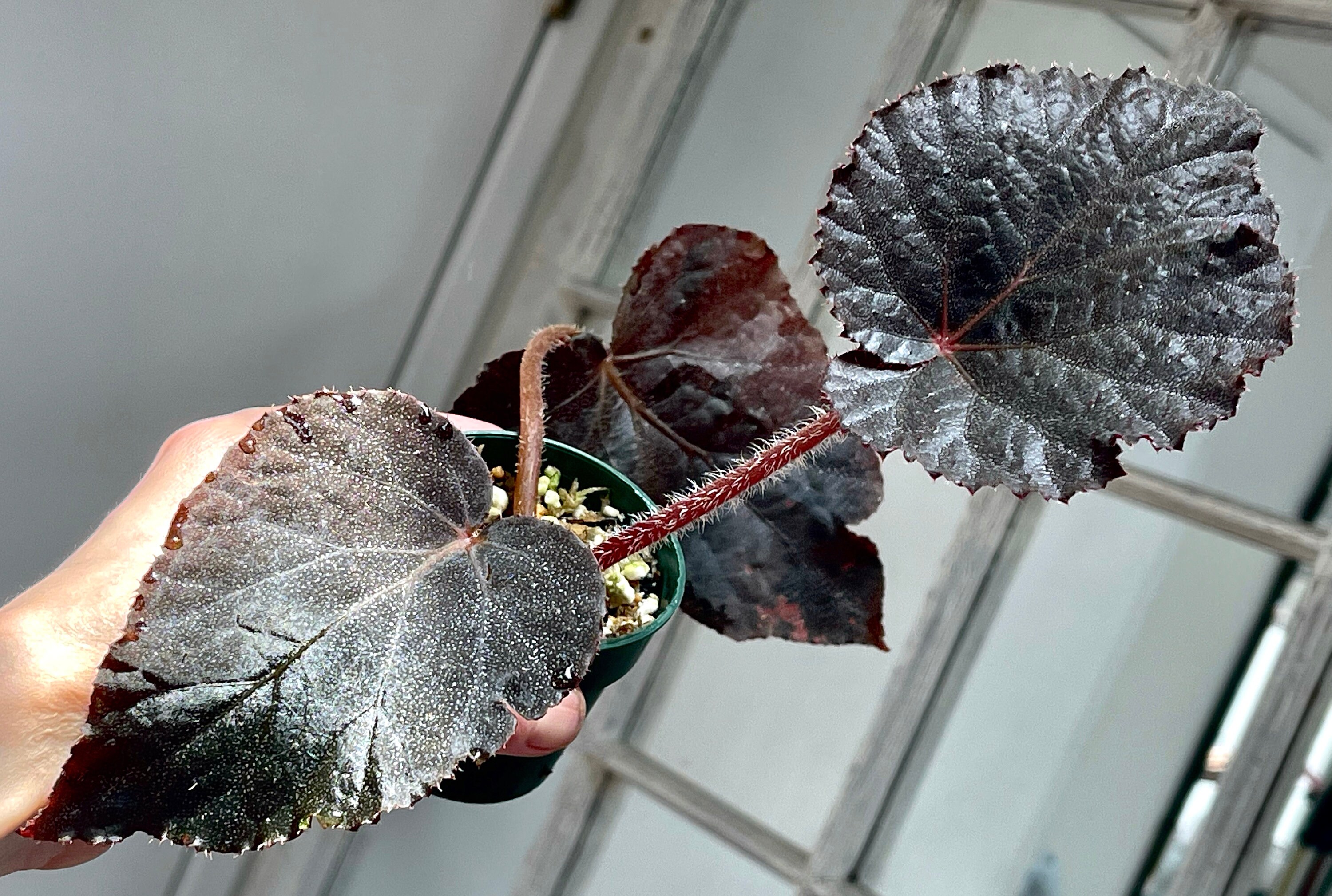 Begonia U485 iridescent species terrarium culture RARE4 Etsy