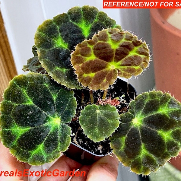 Begonia robii, terrarium culture, VERY RARE#1