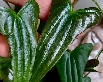 Dioscorea sp.Borneo (narrow leaf)# 3