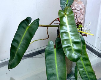 Philodendron atabapoense, rooted plant