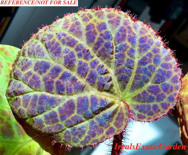 Begonia rockii,terrarium culture C1 image 1