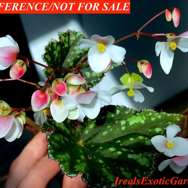 Begonia nigritarum, terrarium culture#2