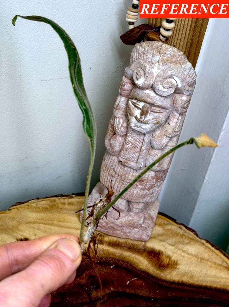 Pyrosis Cf.angustata, CUTTING Unrooted - Etsy