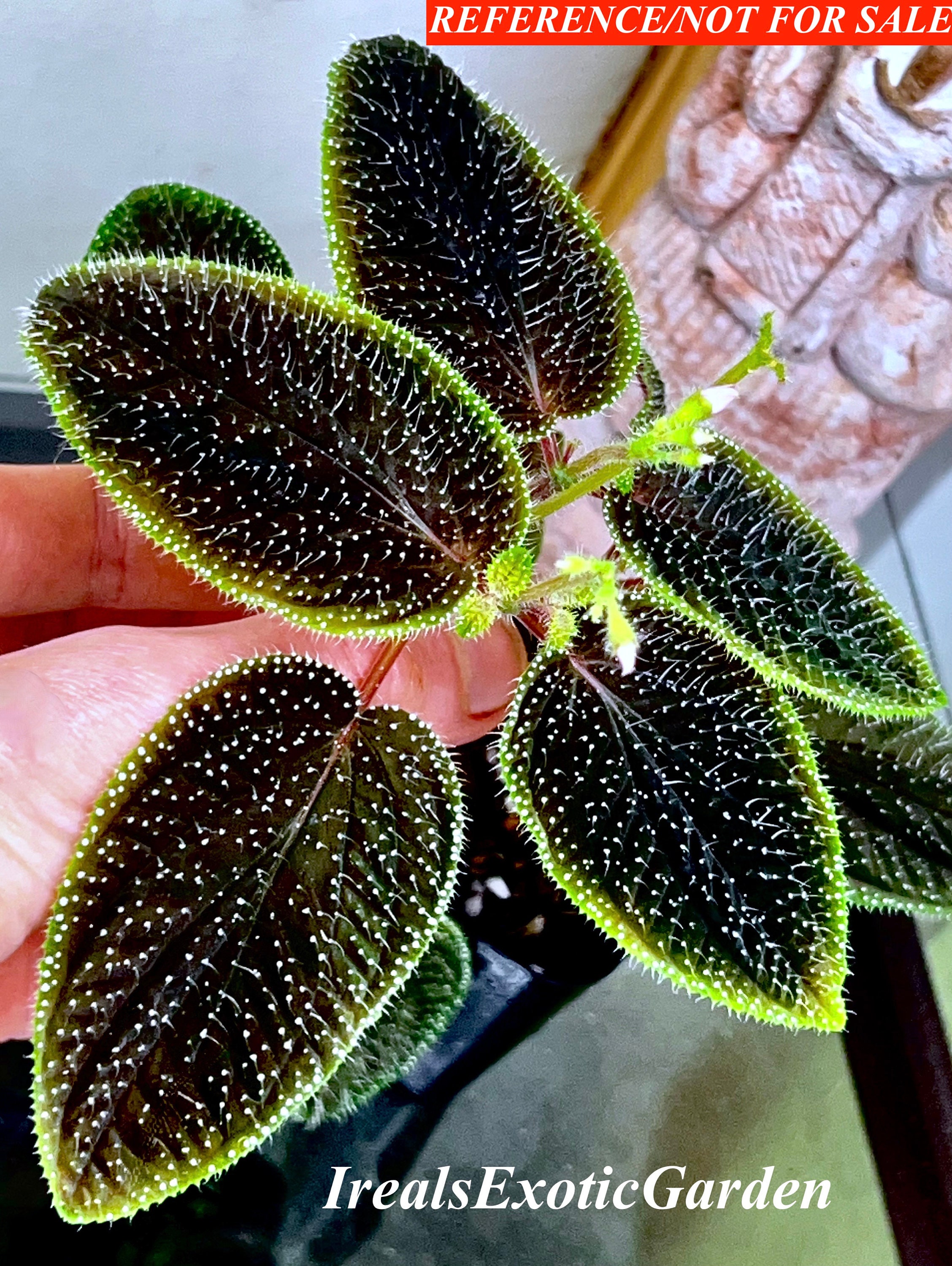 その他観葉植物 Sarcopyramis napalensis ver. bodineri Sarcopyramis Sp. Borneo, Terrarium Culture, RARE#2/6 - Etsy