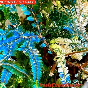 REVERTED Selaginella willdenowii variegated, NOn VARIEGATED offset, irirdescent, RARE1 image 1